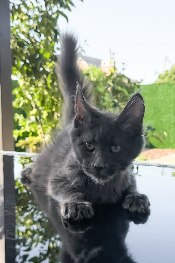 Topaz | Maine Coon Kitten