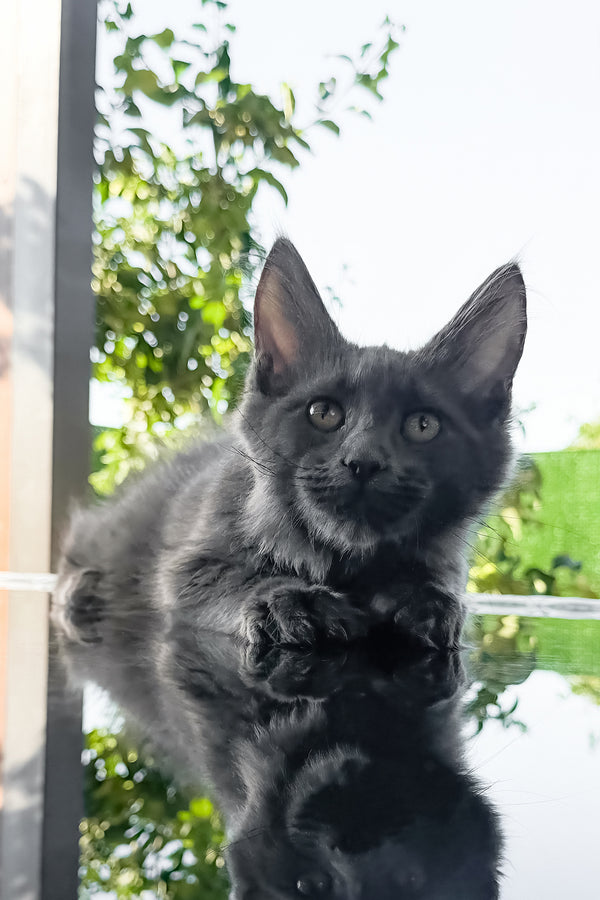 Topaz | Maine Coon Kitten