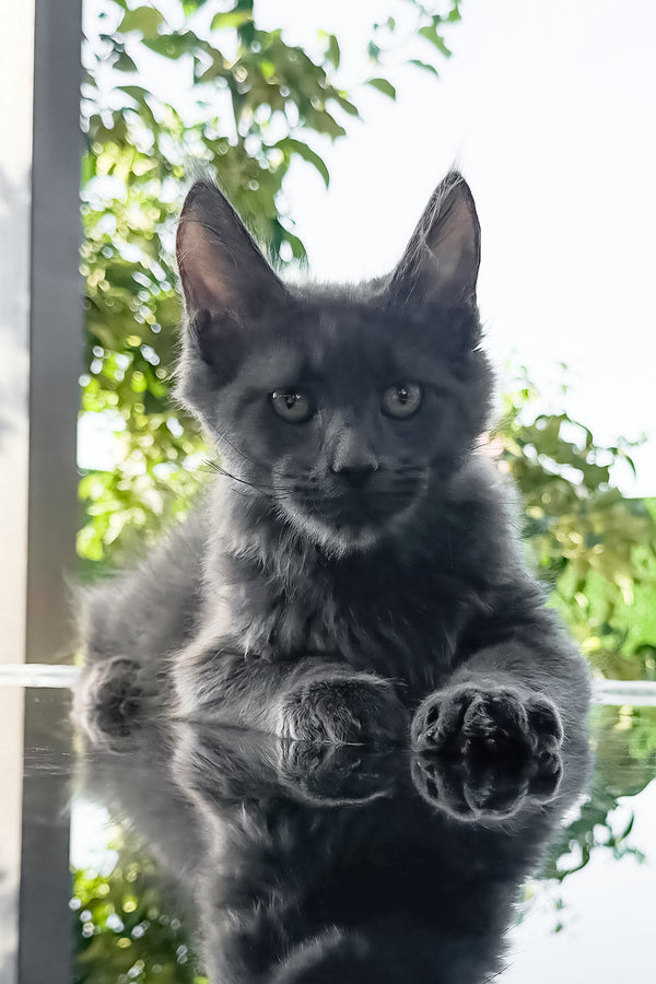 Topaz | Maine Coon Kitten