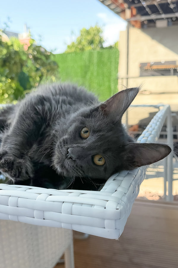 Topaz | Maine Coon Kitten