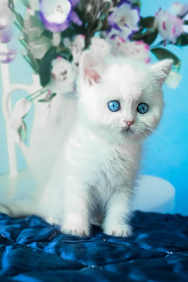 A fluffy white scottish straight kitten with striking blue eyes sitting on a textured navy-blue surface