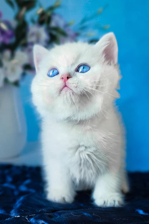 A fluffy scottish straight kitten with striking blue eyes and pink nose sitting against a vibrant blue background