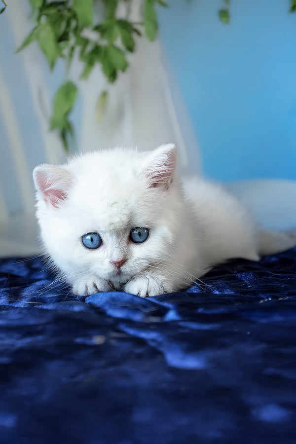 Fluffy white scottish straight kitten with striking blue eyes resting on deep blue velvet surface