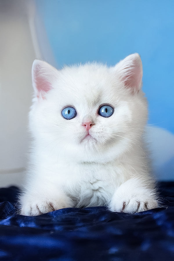 Fluffy white scottish straight kitten topaz with striking blue eyes and soft pink ears sitting on dark blue fabric