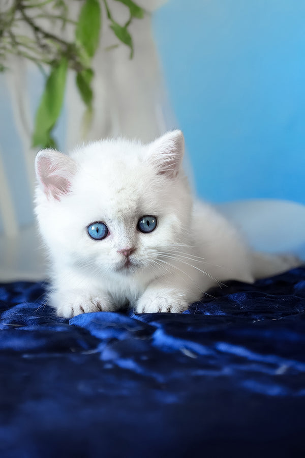 A fluffy white scottish straight kitten with striking blue eyes resting on a deep blue textured surface