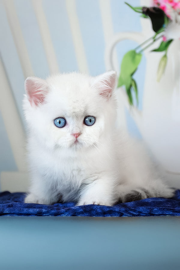 A fluffy scottish straight white kitten with striking blue eyes sitting calmly on a textured blue surface