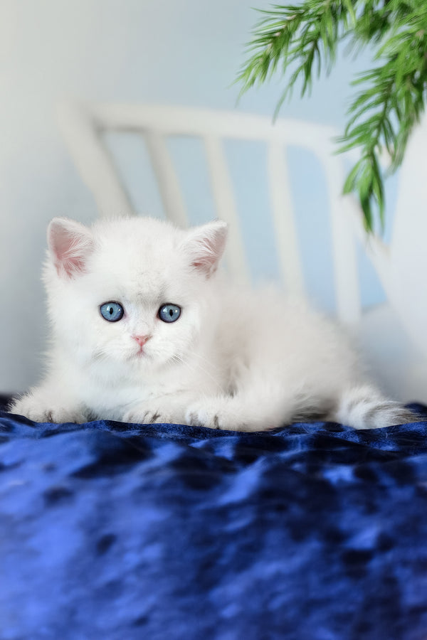 A fluffy scottish straight kitten with striking blue eyes resting on deep blue velvet surface