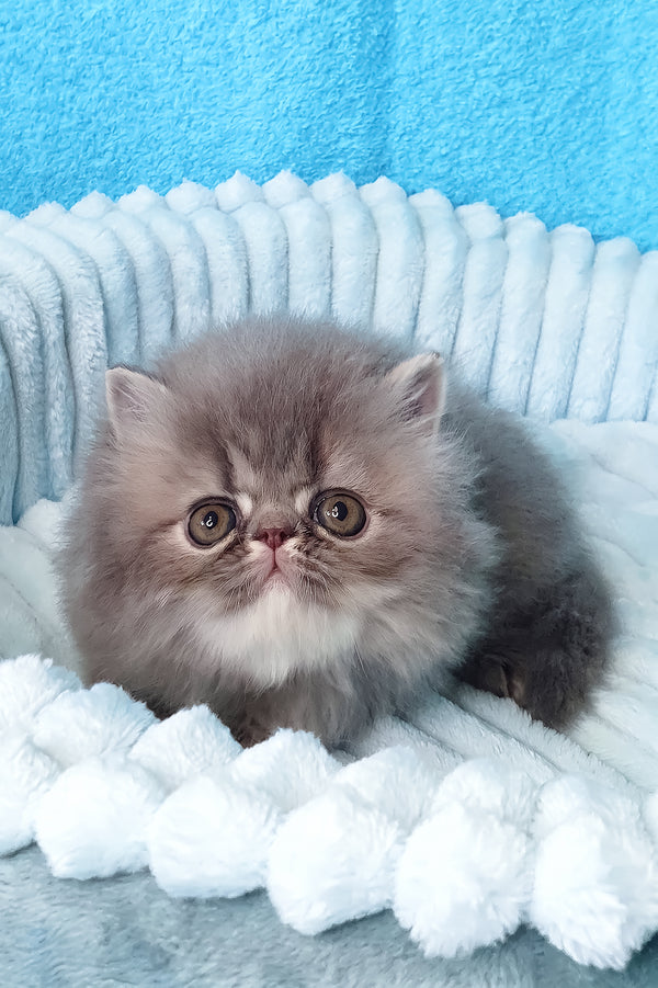 Topaz | Persian Kitten