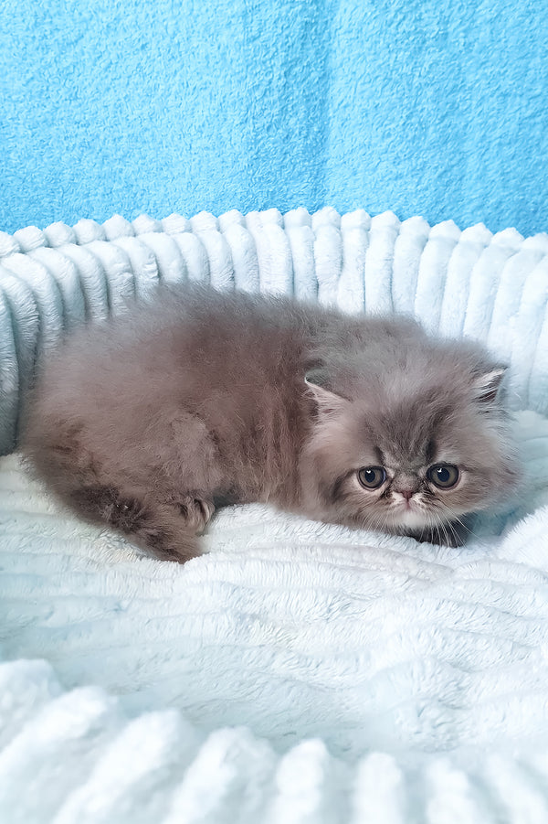 Topaz | Persian Kitten