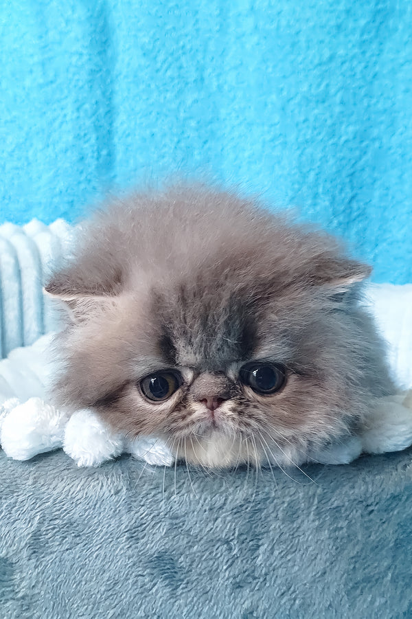 Topaz | Persian Kitten