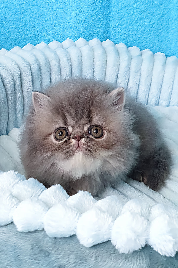 Topaz | Persian Kitten