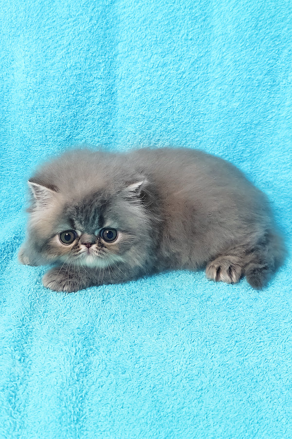 Topaz | Persian Kitten