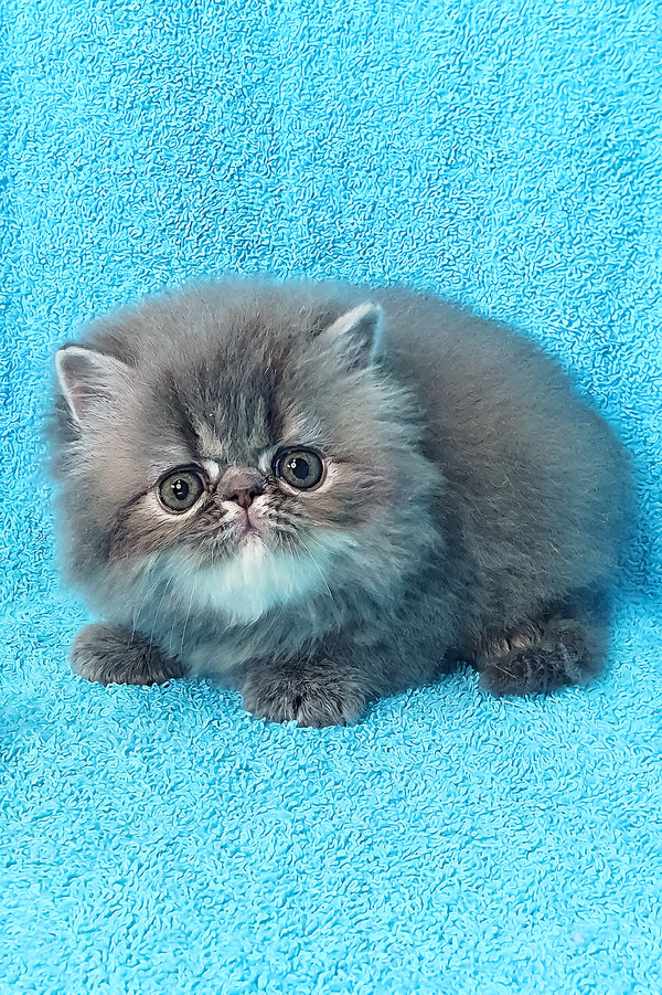 Topaz | Persian Kitten