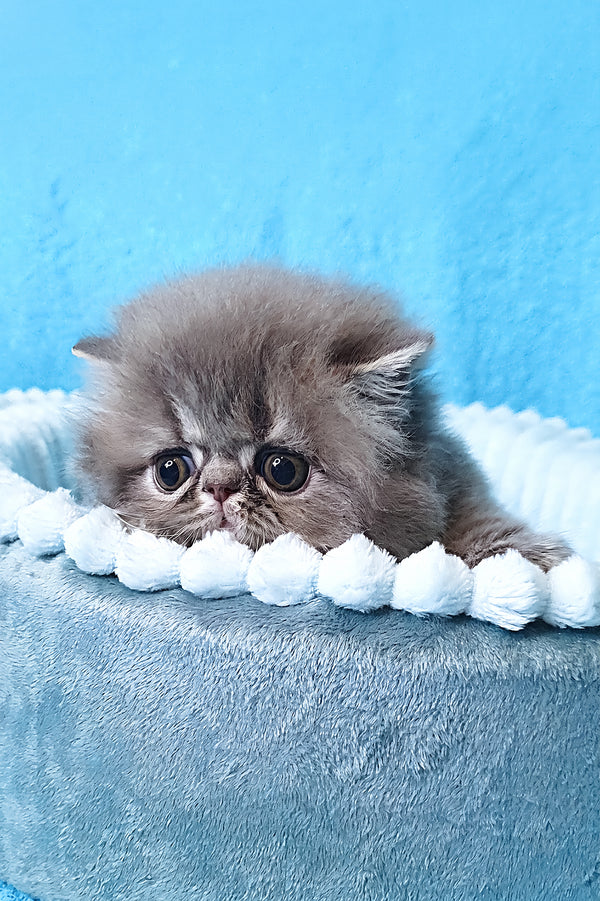 Topaz | Persian Kitten