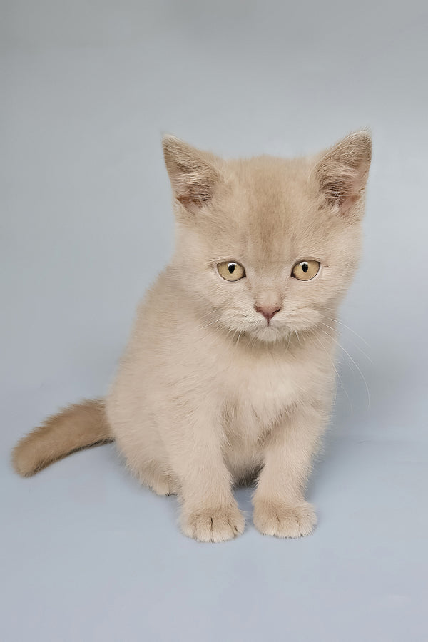 Topchik | British Shorthair Kitten
