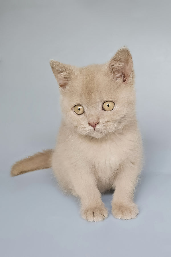 Topchik | British Shorthair Kitten
