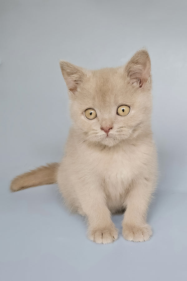 Topchik | British Shorthair Kitten
