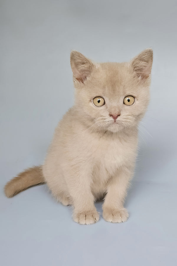 Topchik | British Shorthair Kitten