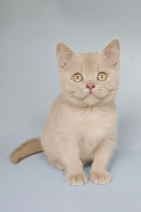 Topchik | British Shorthair Kitten