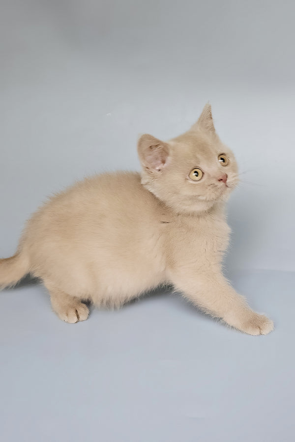 Topchik | British Shorthair Kitten