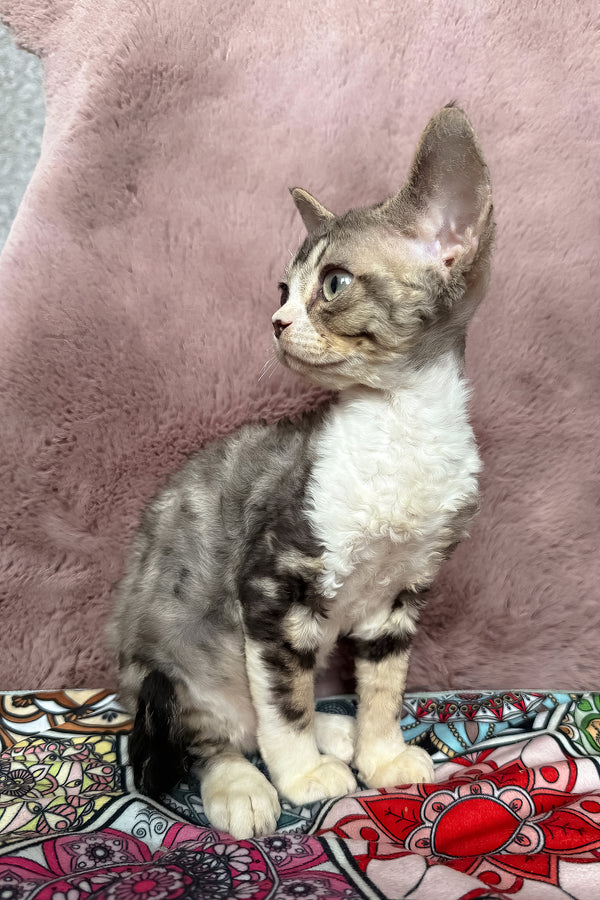 Torill | Devon Rex Kitten