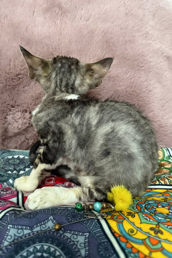 Torill | Devon Rex Kitten