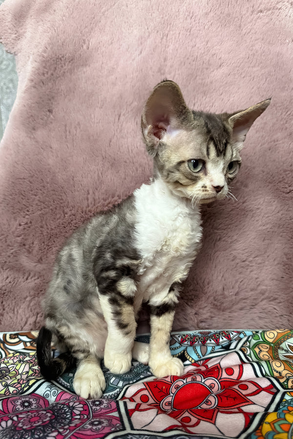 Torill | Devon Rex Kitten