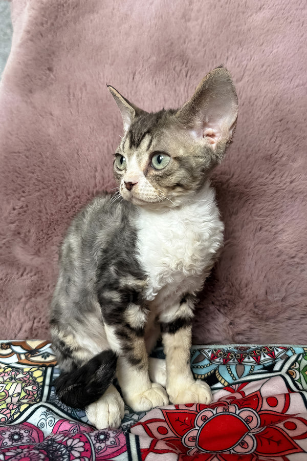 Torill | Devon Rex Kitten