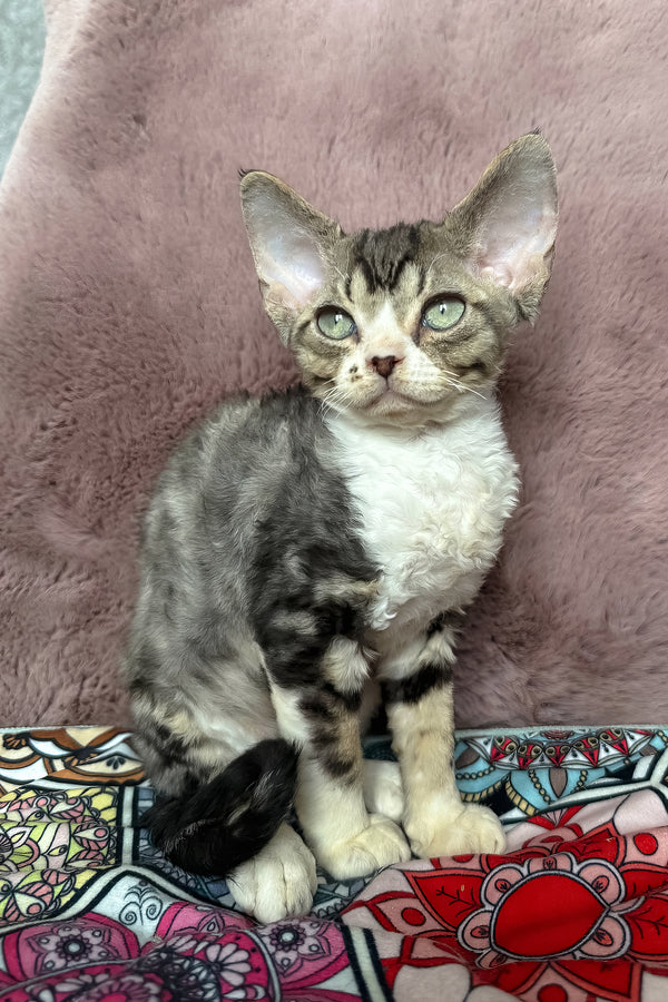 Torill | Devon Rex Kitten