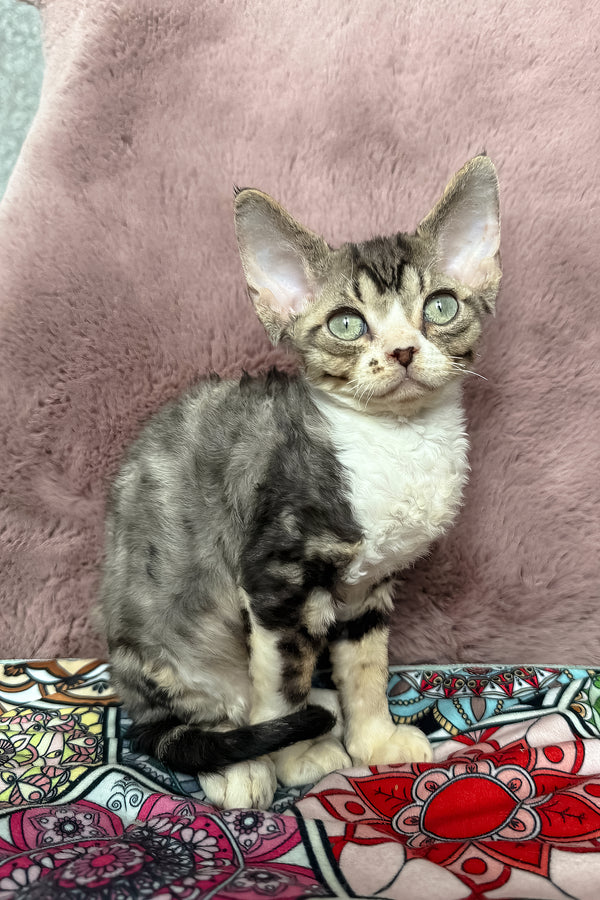 Torill | Devon Rex Kitten