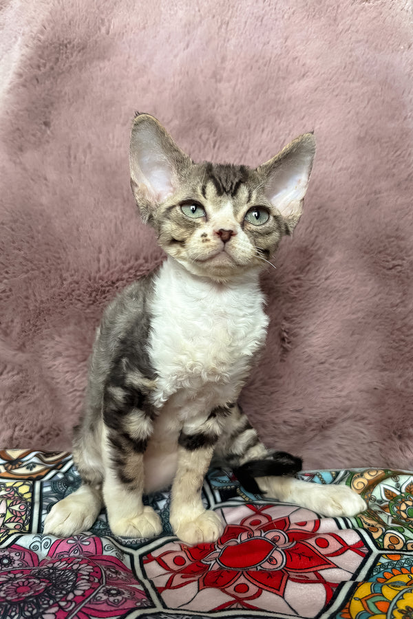 Torill | Devon Rex Kitten