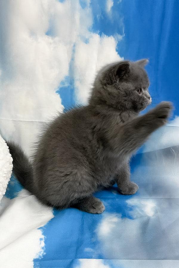 Torrent | Scottish Straight Kitten