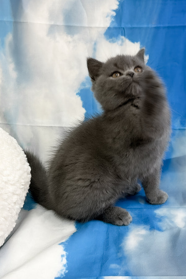 Torrent | Scottish Straight Kitten