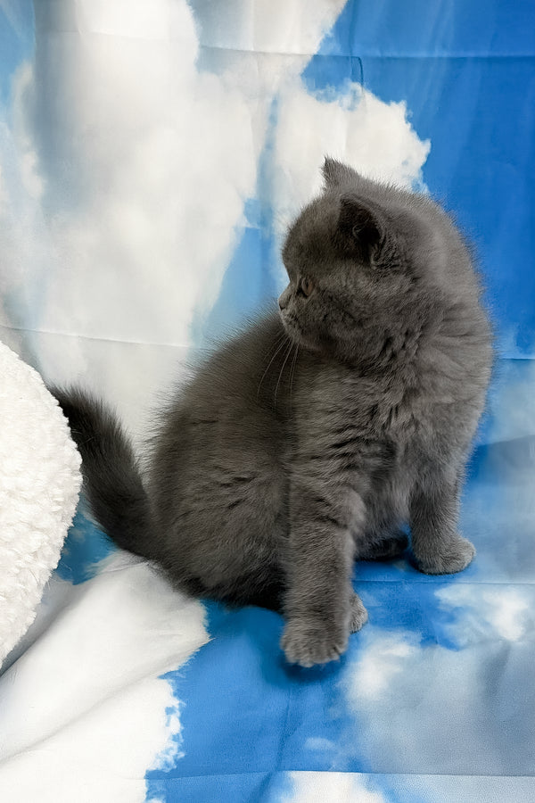 Torrent | Scottish Straight Kitten