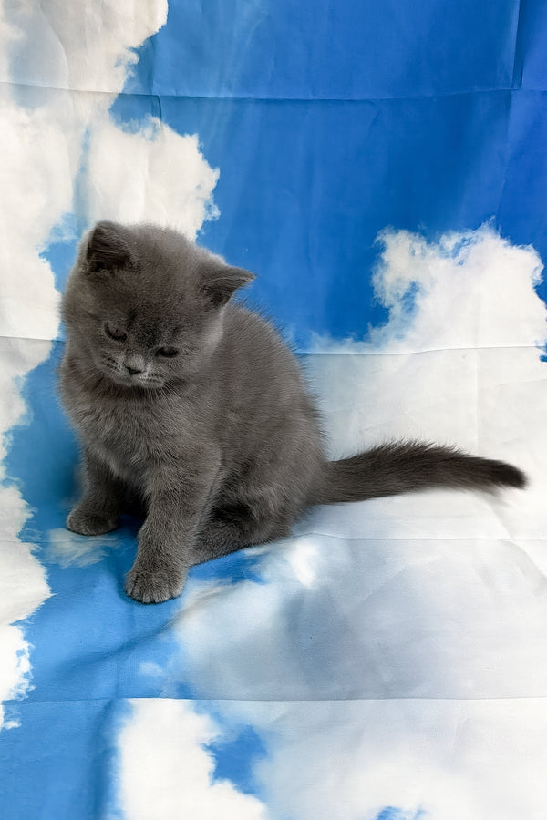 Torrent | Scottish Straight Kitten