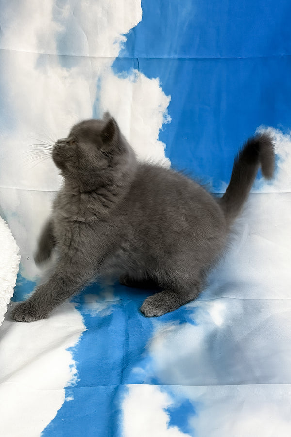 Torrent | Scottish Straight Kitten