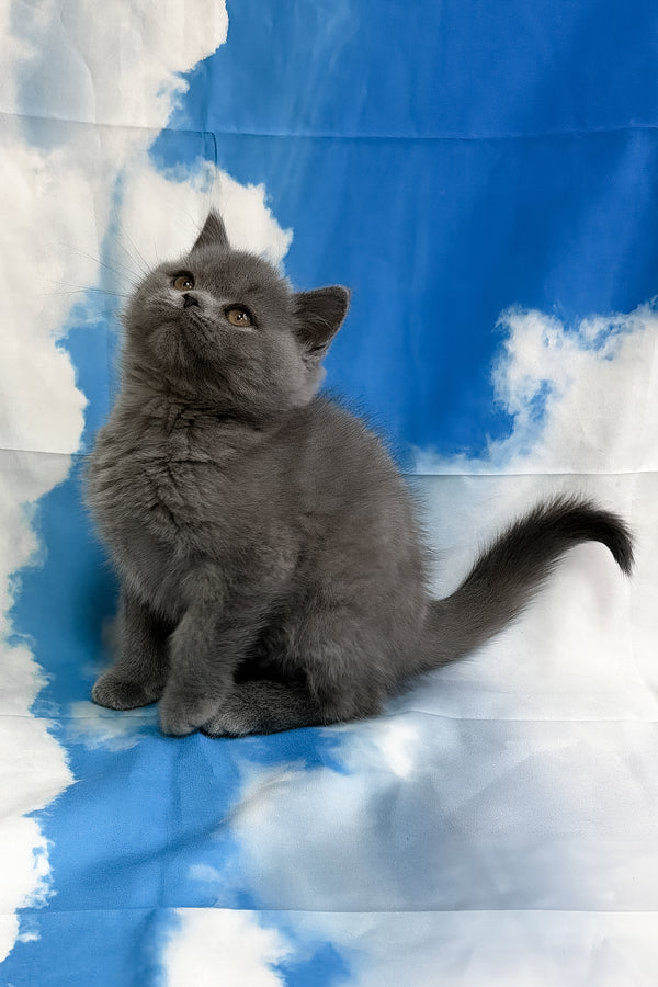 Torrent | Scottish Straight Kitten