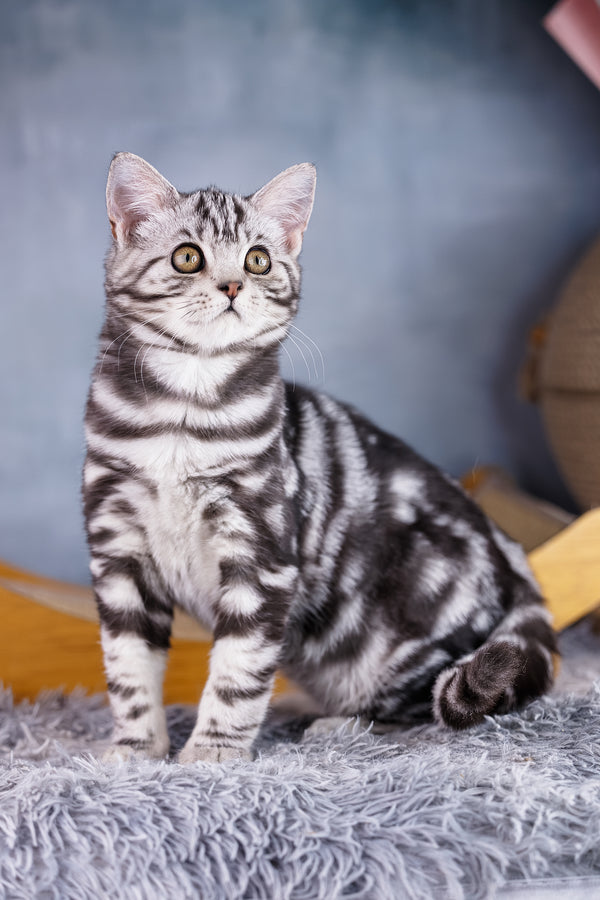 Torro | Scottish Straight Kitten