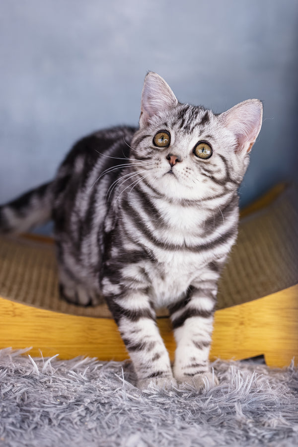 Torro | Scottish Straight Kitten