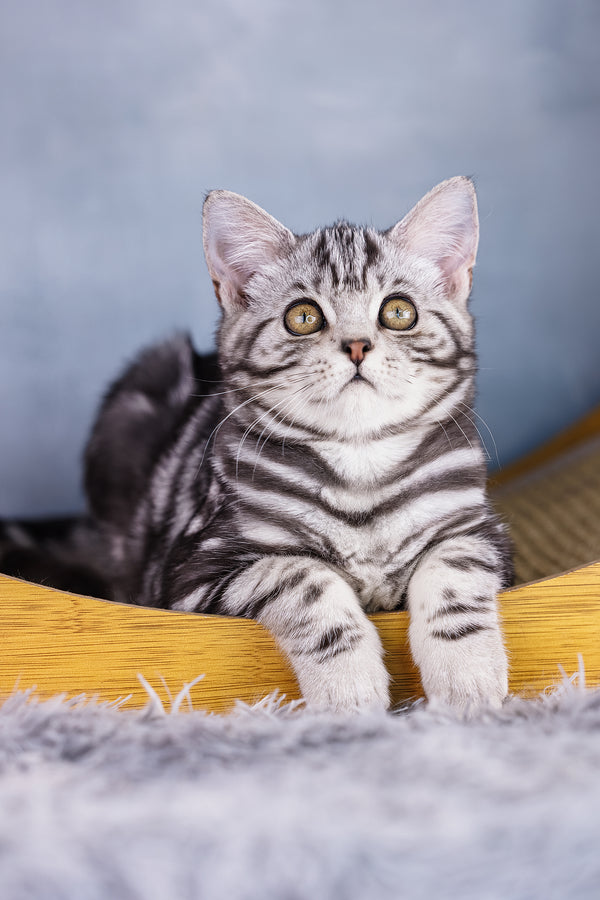 Torro | Scottish Straight Kitten