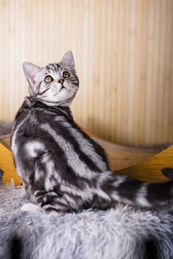 Torro | Scottish Straight Kitten