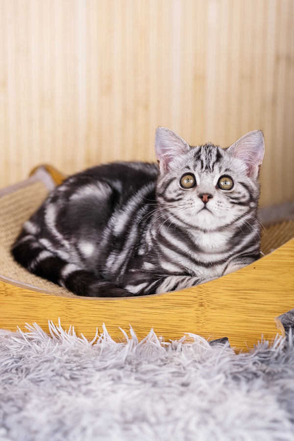 Torro | Scottish Straight Kitten