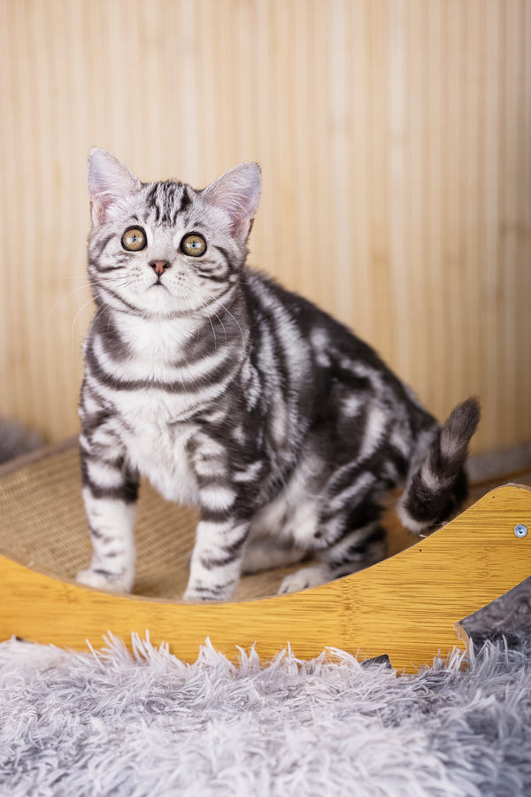 Torro | Scottish Straight Kitten