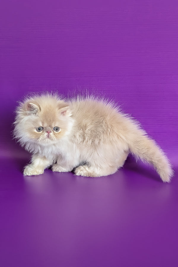 Toto | Persian Kitten