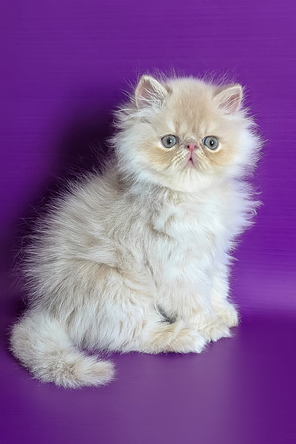 Toto | Persian Kitten