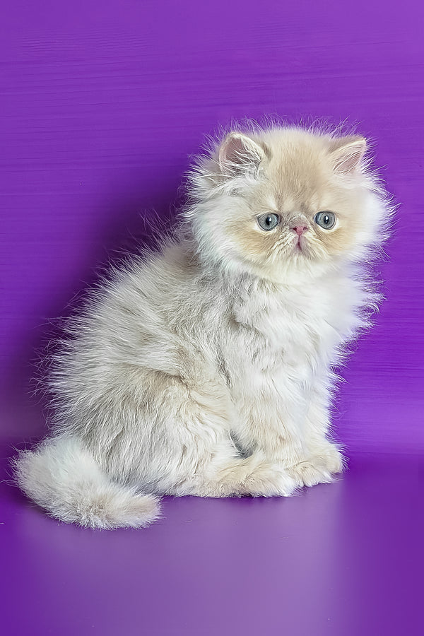 Toto | Persian Kitten
