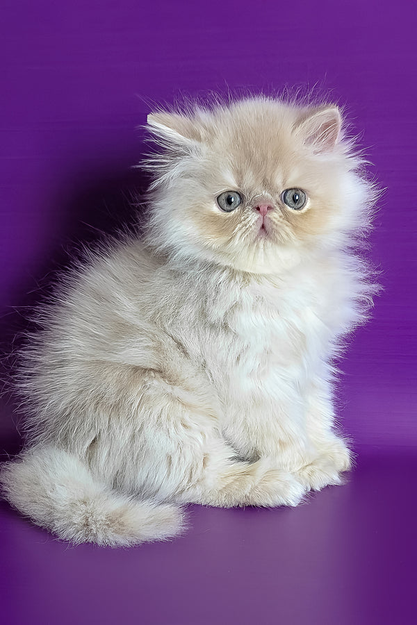 Toto | Persian Kitten
