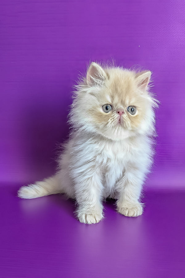 Toto | Persian Kitten
