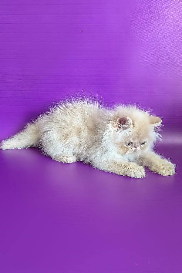 Toto | Persian Kitten