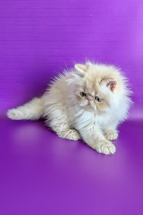 Toto | Persian Kitten